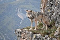 Wolf On A Cliff